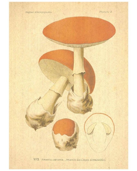 Flax Art Poster | Encyclopedia Mushroom A | FWP-AP-EN5A